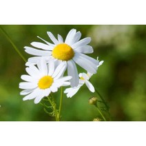 저먼캐모마일 8cm포트묘 (모종 7개) 노지월동 다년초 허브 향기식물 꽃차 (재출시) [케이야생화]