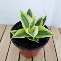 하니 산세베리아 키우기 쉬운 실내 공기청정식물, 단품