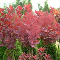 묘목/ 자엽안개나무 (7호사각포트) W1528, 1개