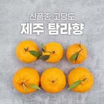 제주도 탐라향 10kg 5kg 3kg 고당도 귤 선물세트, 탐라향 선물용 5kg