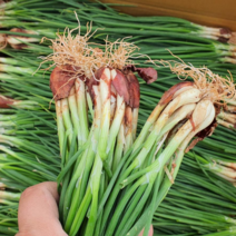 남해 쪽파 해풍 흙쪽파 산지직송 1kg 2kg 농부직접 발송중, 1박스, 국산쪽파 2kg