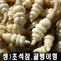 강원도 생초석잠 (대/중/소-선택), 1개, 생초석잠(소)-1kg