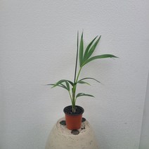 실내공기정화식물 겐차야자 켄차야자 소품 15-25cm 49, 1개