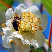 묘목/키위나무 수분수(숫나무) (도마리) 접목1년 G0159