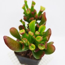 우주목 다육이 우아한 수렉귀 닮은 골룸 다육식물130, 단품, 1개