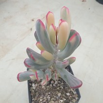 [수암다육] 원종 복랑금 랜덤발송 Cotyledon orbiculata v. oophylla f. variegata 랜덤발송 다육 다육이 다육식물 384, 1개