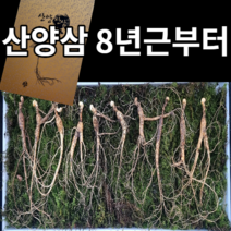 정선이장님네 장뇌삼 10년근 산양삼 산삼 자연산 장뇌 산양산삼 8년, 10년근3뿌리