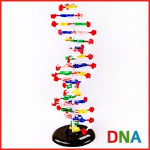 20x60cm 이중나선 구조 DNA 염기배열 모형 도구 교과서 관찰 교재 결정학 교구 분자구조 실험장치 3D