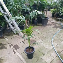 80~120cm 249 신종겐차야자 중대품 켄차야자, 1개