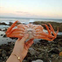 자연맛남 [신선담다] 산지직송 자숙 홍게 3kg 10-12미(박달급)