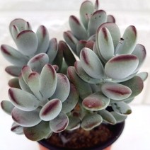 러브코리아 방울복랑 동글동글 통통한 분홍 다육이 다육 식물 랜덤1-45, 단품, 1개