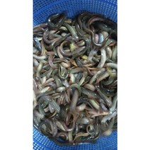 미꾸라지보양즙 100ml, 100ml 60포, 1개