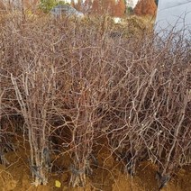 오너클랜 다왕자우(왕대추) 묘목 1주 접목1년 묘목, 본품, 단일