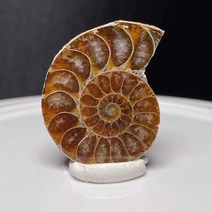 blive 암모나이트 화석 과학 수정 광물 수집품, 지름 20-30mm 1개