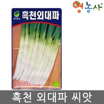 흑천 외 대파 씨앗 20g 엽색이 검은 대파씨 종자, 흑천외대파씨앗