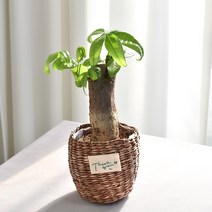 실내공기정화식물 율마 아레카야자 스킨답서스 산세베리아 테이블야자 유칼립투스 이레카야자 페페 스투키 몬스테라, (식물만), 24.파키라