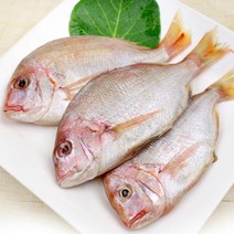 맛나양 제주 황돔 팩당4마리 600g이상(3팩), 제주황돔 팩당4마리600g이상(4팩)