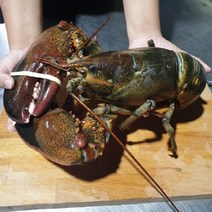 캐나다 정품 활 랍스타 당일발송 꽉찬 살수율 500g 1kg 2kg 3kg, 3. 캐나다 활 랍스타 2kg