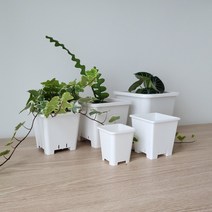 화이트 정사각 플라스틱화분 (10+1)