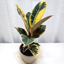 수채화고무나무 키우기 고급고무나무 식물 독일토분, 단품