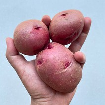 23년 남해 하동 진주 햇 홍감자 최상품, 3kg(상사이즈), 1개