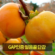 산지직송 [우수농산물인증]밀양 얼음골 단감 5kg 17~20과(특대과), 단품없음