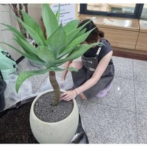 출장분갈이 서울지역화분분갈이, 1개, 1g, 강남구