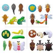 73 빵빵야 / 73 빵빵야 / h50 펠트교육교재 동물의 한살이(4종) 키워드 카테고리 장수풍뎅이