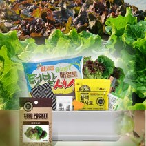 월드가드닝 베란다 정원 채소키우기 화분분갈이 흙 씨앗 텃밭세트 (9종), 뷰티6호 텃밭세트(화이트)