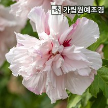 무궁화나무 무궁화 정원수 가림원예조경, 겹꽃무궁화 프렌치카바레 파스텔 P9포트