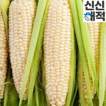 고흥 맛있는 초당옥수수 백초당옥수수 14cm내외, 백초당 옥수수[프리미엄] 비품 5개입