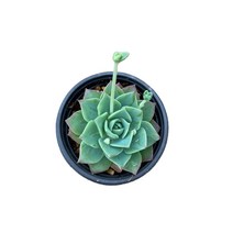 그린플랜트 다육식물 환엽맥도가리 1+1