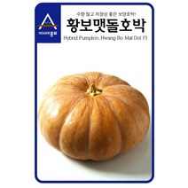 [모종심는아빠] 수량많고 저장성 좋은 보양호박 황보맷돌호박 씨앗 25립