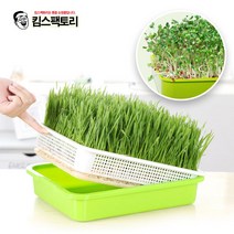 뚜껑있는 콩나물 시루 채소 재배기 수경재배기 새싹보리 야채키우기, 02. 웰빙 콩나물 재배기_그린