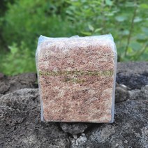 수태 뉴질랜드 75g 150g 500g 토피어리 풍란, 01. 뉴질랜드 75g, 1개