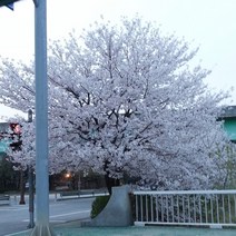 NS왕벚나무 성목B3