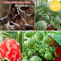 농촌 정원 작물꿀 화분 작은 수박 씨앗 꿀수박 복수박 망고수박 애플수박 미니수박, 수박 씨앗 약 50알*2