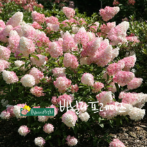 바닐라 프레이즈 [1포트] 색변화목수국 (복남이네 야생화 모종 나무수국)