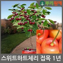 [뿌리원예] 스위트하트 체리나무 묘목 / 접목묘 1년생