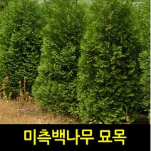 순희농장 미측백묘목 [정품]미측백나무 2.5m전후 울타리 관상 폐차 방음 방품, 1개, 미측백분(2.5m전후)