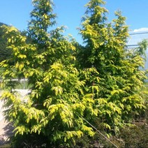 묘목/황금편백/삽목1년10주묶음 kk1621