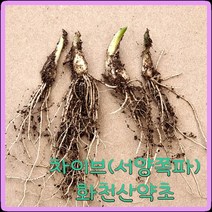 화천산약초 차이브 모종 / 서양쪽파뿌리모종/ 1촉당 300원, 50개