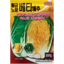 배추씨앗 황금노랑베타배추 300립 / 베타카로틴 고함유의 속노란 김장배추 /22년 포장