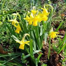 미니 수선화 x 10포트 봄꽃 노지월동 야생화 모종 화분 다년생 다년초 실내 화초 키우기