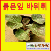 (D소망)야생화 붉은 바위취모종(포트) 10개