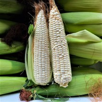 강원도 옥수수 찰옥수수 미백찰옥수수 최상품, 30개