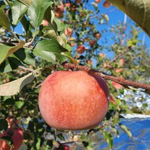 7-10과 영주사과 풍기사과 사과 3K 내외