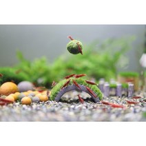 풍선모스볼키우기 새우터널세트 새우놀이터 새우은신처, 새우터널 모스볼 활착 + 풍선모스볼2개