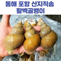 동해 포항 활백골뱅이 백고동 1kg 소 중 대, 활백골뱅이_1kg(중)