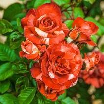 같이가치농원 장미나무 땅장미 사계고급정원장미(복합색 레드계열) 개화주 망포트